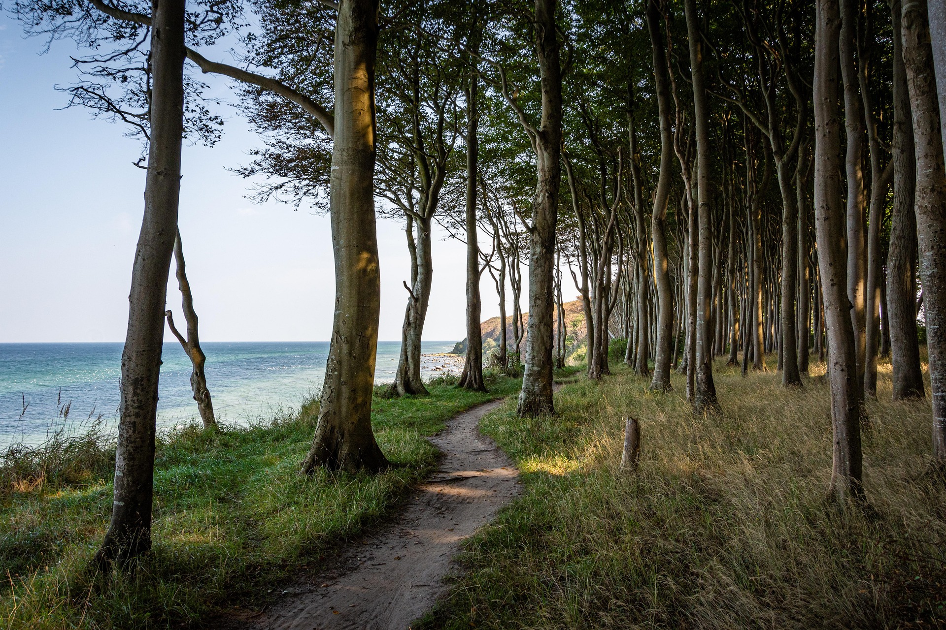 Ein schmaler, geschwungener Sandweg führt durch einen lichten Wald mit hohen, schlanken Bäumen entlang einer sanften, grasbewachsenen Böschung direkt am Meer.